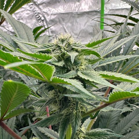 CxLAZ #16 50.72g growlog timeline photo