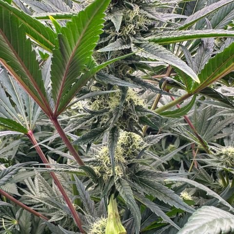 CxLAZ #31 58.75g growlog timeline photo