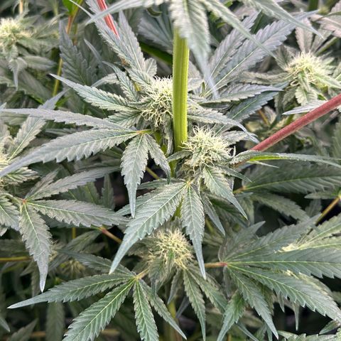CxLAZ #16 50.72g growlog timeline photo