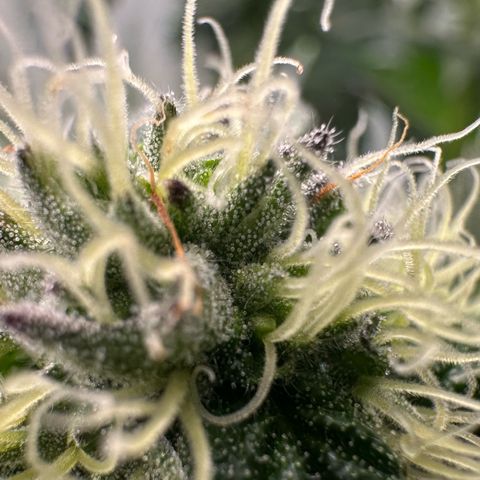 Misc x (LA Kush x Zkittles) #10 growlog timeline photo