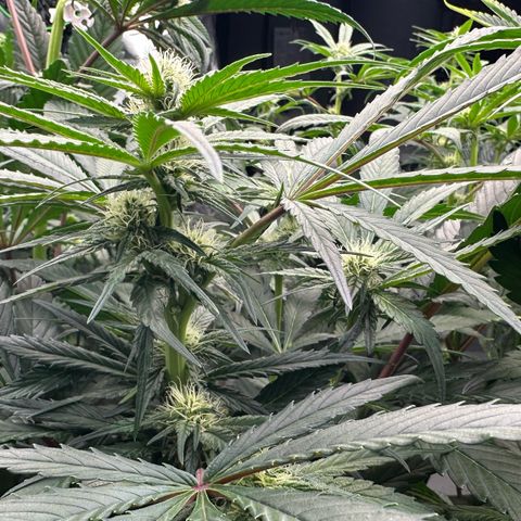 CxLAZ #15 52g growlog timeline photo