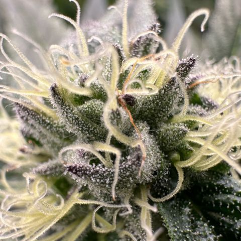 Misc x (LA Kush x Zkittles) #10 growlog timeline photo
