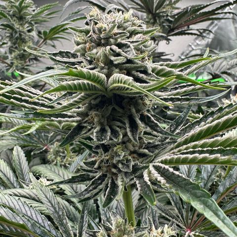 Misc x (LA Kush x Zkittles) #26 60.7g growlog timeline photo