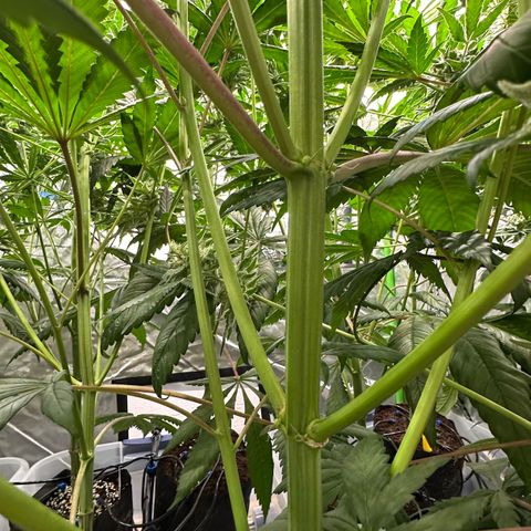 Misc x (LA Kush x Zkittles) #26 60.7g growlog timeline photo
