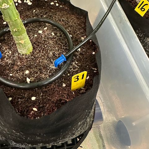 CxLAZ #31 58.75g growlog timeline photo