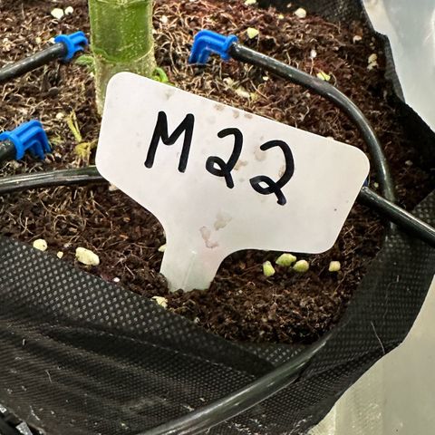 Misc x (LA Kush x Zkittles) #22 34.14g growlog timeline photo