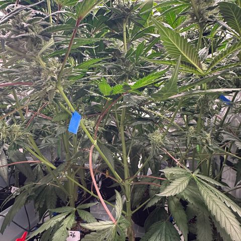 CxLAZ #06 growlog timeline photo