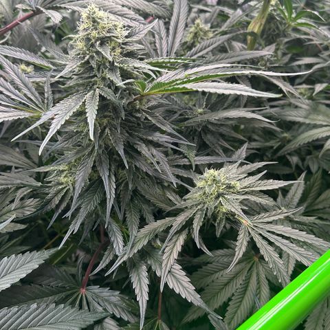 CxLAZ #15 52g growlog timeline photo