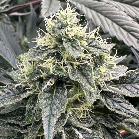 CxLAZ #15 52g growlog timeline photo