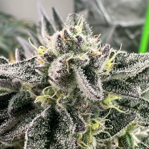Misc x (LA Kush x Zkittles) #22 34.14g growlog timeline photo