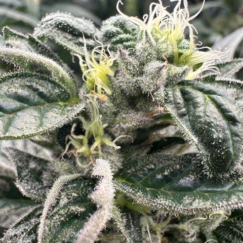 CxLAZ #03 45.52g growlog timeline photo
