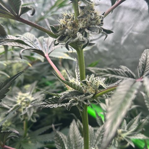 Misc x (LA Kush x Zkittles) #34 15.68g growlog timeline photo
