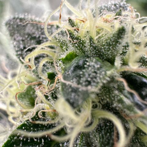 CxLAZ #20 13.7g growlog timeline photo