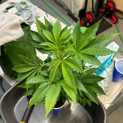 Fuel D.OG #2 Female 49.44g M growlog photo: Transplanted into 1 gal pot