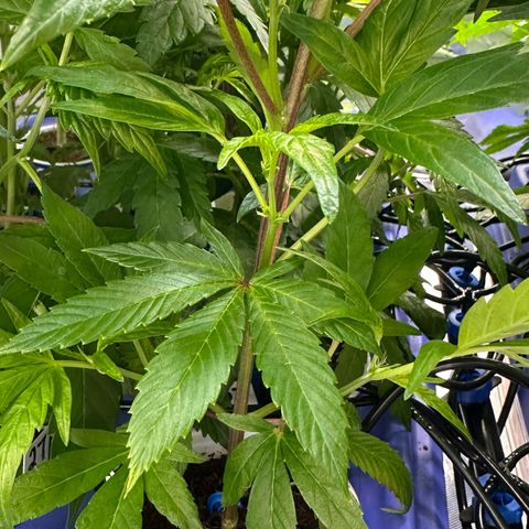 MiscxLAZ #26 C #1 47.15g growlog timeline photo
