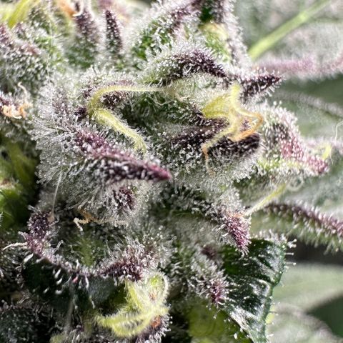 Misc x (LA Kush x Zkittles) #37 42.26g growlog timeline photo