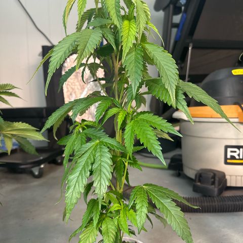 MiscxLAZ #22 C 42.33g growlog timeline photo