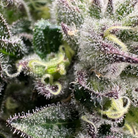 Misc x (LA Kush x Zkittles) #37 42.26g growlog timeline photo