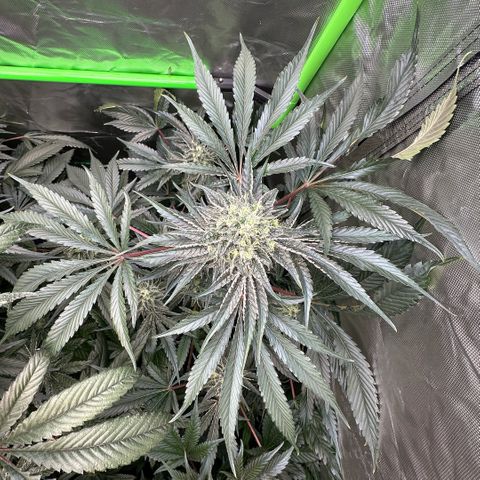 CxLAZ #24 37.13g growlog timeline photo