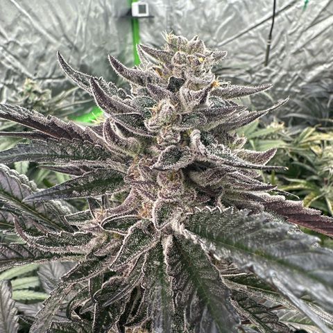 Misc x (LA Kush x Zkittles) #22 34.14g growlog timeline photo