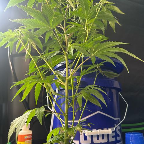 MiscxLAZ #08 C #1 growlog timeline photo