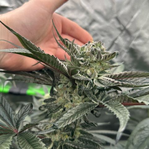 CxLAZ #24 37.13g growlog timeline photo