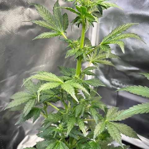 Auto Think Different  #3 growlog timeline photo