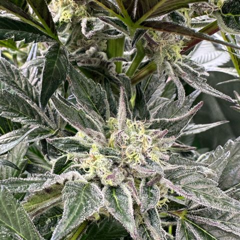Misc x (LA Kush x Zkittles) #37 42.26g growlog timeline photo