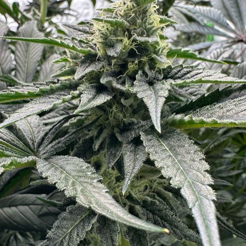 CxLAZ #06 growlog timeline photo