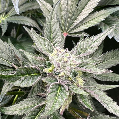 Misc x (LA Kush x Zkittles) #37 42.26g growlog timeline photo