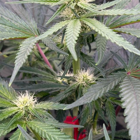 CxLAZ #15 52g growlog timeline photo