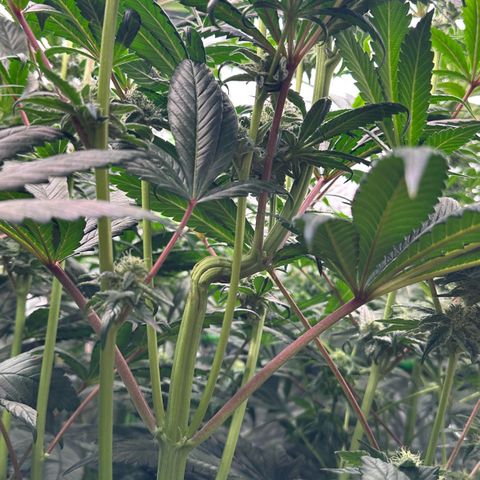Misc x (LA Kush x Zkittles) #26 60.7g growlog timeline photo