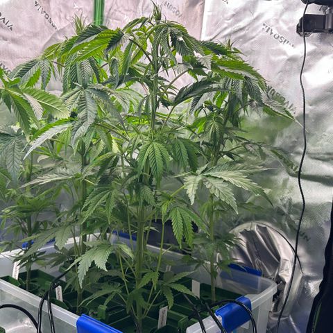 Shaman growlog photo: Installed 12 port water manifold and water lines