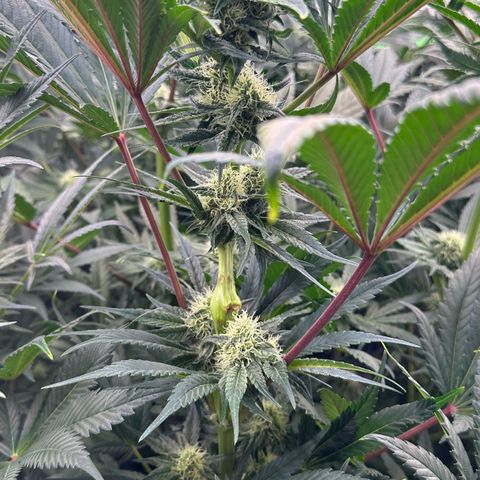 CxLAZ #31 58.75g growlog timeline photo