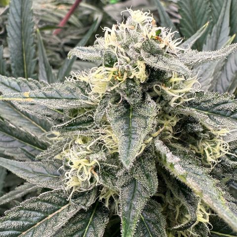 CxLAZ #31 58.75g growlog timeline photo
