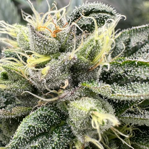 Misc x (LA Kush x Zkittles) #23 28.19g growlog timeline photo