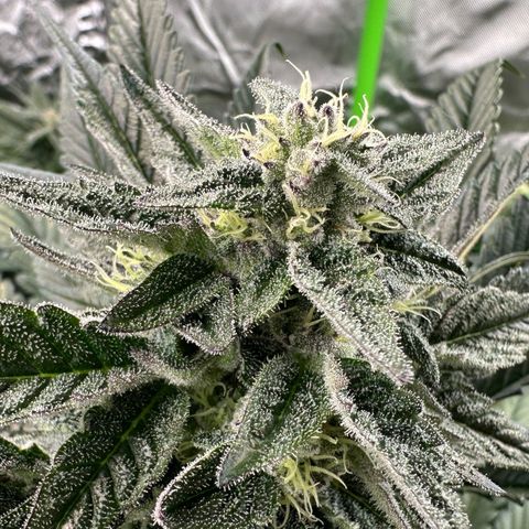 Misc x (LA Kush x Zkittles) #22 34.14g growlog timeline photo