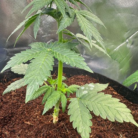 Auto Think Different  #3 growlog timeline photo