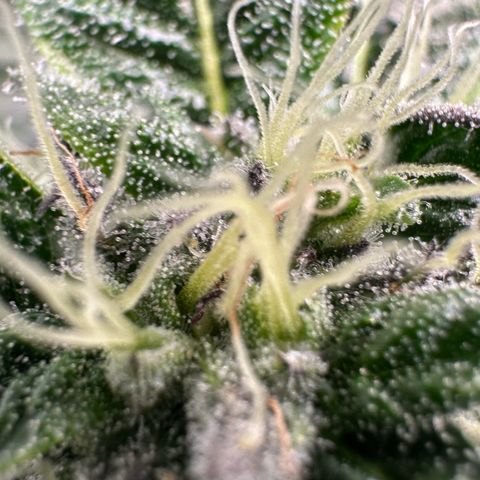 Misc x (LA Kush x Zkittles) #04 10.54g growlog timeline photo
