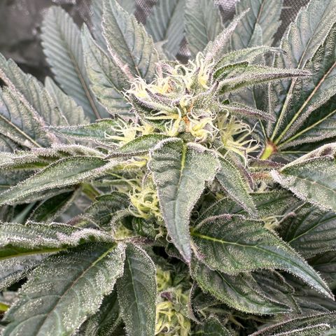 Misc x (LA Kush x Zkittles) #37 42.26g growlog timeline photo