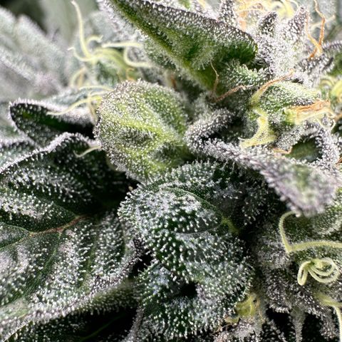Misc x (LA Kush x Zkittles) #33 19.08g growlog timeline photo