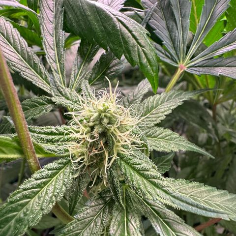 CxLAZ #31 58.75g growlog timeline photo