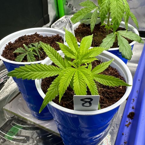 MiscxLAZ #08 C #1 growlog timeline photo