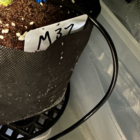 Misc x (LA Kush x Zkittles) #37 42.26g growlog timeline photo