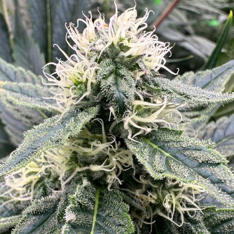 CxLAZ #31 58.75g growlog timeline photo