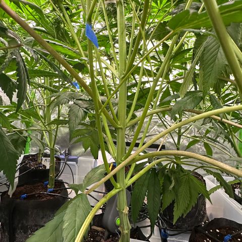 Misc x (LA Kush x Zkittles) #10 growlog timeline photo