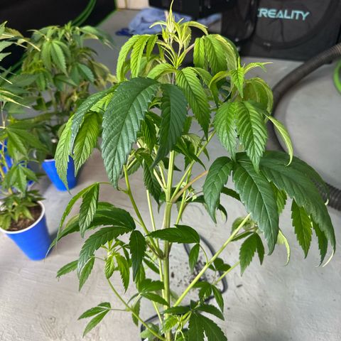 MiscxLAZ #26 C #1 47.15g growlog timeline photo