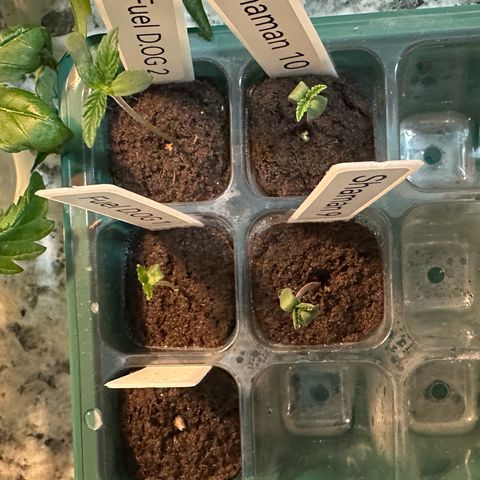 Shaman growlog timeline photo