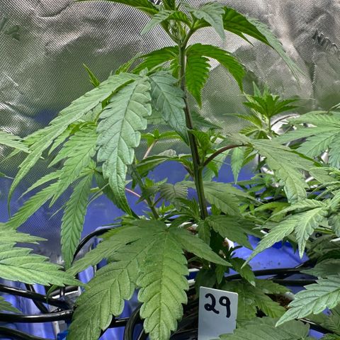 MiscxLAZ #29 C growlog timeline photo