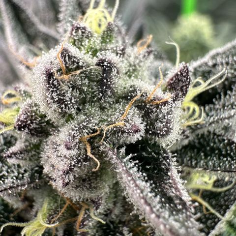 Misc x (LA Kush x Zkittles) #22 34.14g growlog timeline photo